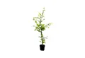 Pflanzen für Dich Baum Carpinus betulus, 1 St., Hainbuche, Weißbuche, dichtwachsend, schnittverträglich