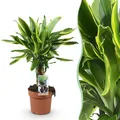 Dracaena fragrans Golden Coast - Drachenbaum - Pflegeleicht - Grün - 50-55cm - Ø17cm - Zimmerpflanze - Immergrün