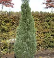 Blaue Kegelzypresse 50-60cm - Chamaecyparis lawsoniana