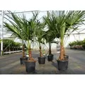 Trachycarpus fortunei 130 - 150 cm Palme Hanfpalme, winterhart bis -18°C