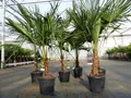 gruenwaren jakubik Baum Trachycarpus fortunei 130 - 150 cm Palme Hanfpalme, winterhart