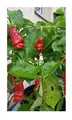 5x Peter Pepper Red Chili Garten Gemüse Pflanzen - Samen PW208