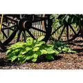 Hosta Plantaginea Grandiflora Duftende Funkie Ca. 11x11 cm Topf