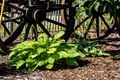 Pflanzen für Dich Staude Hosta plantaginea Grandiflora, 1 St., Duftende Funkie, Duft-Funkie
