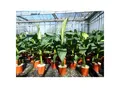 Bananenstaude Musa Basjoo 80 - 100 cm winterhart Staude japanische Faserbanane