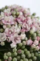 Pflanzen für Dich Gehölze Viburnum tinus Eve Price, 1 St., Lorbeer-Schneeball, Immergrüner Schneeball