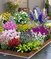 BALDUR Garten 24er Set Buntes Staudenbeet 'Multi-Colour', Pflanzen im 7x7 cm-Topf, Staudengarten, Stauden-Sortiment, robuste & wuchsfreudige Stauden, winterhart und mehrjährig, prachtvolle Blüten