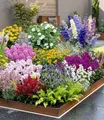 BALDUR Garten 24er Set Buntes Staudenbeet 'Multi-Colour', Pflanzen im 7x7 cm-Topf, Staudengarten, Stauden-Sortiment, robuste & wuchsfreudige Stauden, winterhart und mehrjährig, prachtvolle Blüten
