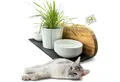OLIQUE Futterstation für Katzen aus Olivenholz - Handgefertigte Katzenfutterstation, Porzellan