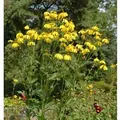 Fallschirm Rudbeckia Herbstsonne - Rudbeckia nitida