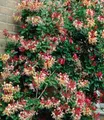 BALDUR Garten 1x Duft Geißblatt 'Henry', Lonicera immergrün, Pflanze im 2 Liter-Topf, immergrüne Kletterpflanze, klettert ca. 3-6 Meter hoch, pflegeleicht, winterhart, für Fassaden, Zäune & Kübel