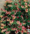 BALDUR Garten Zierstrauch Duft Geißblatt 'Henry', Lonicera immergrün, 1 St., Jeängerjelieber, immergrün, winterhart, mehrjährig
