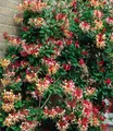 BALDUR-Garten Duft Geißblatt 'Henry', Lonicera immergrün,1 Pflanze