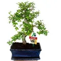 Exotenherz Bonsai Chinesische Ulme Ulmus Parviflora ca. 8 Jahre