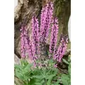 Salvia Nemorosa Rose Queen Steppen-Salbei Ca. 9x9 cm Topf
