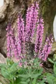 Salvia nemorosa 'Rose Queen' 9x9 cm Topf – Winterhart, Mehrjährig, Pflegeleicht – Steppen-Salbei – Beetstaude für Garten & Rabatte