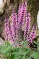 Salvia nemorosa 'Rose Queen', Steppensalbei, rosa, ca. 9x9 cm Topf