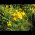 Aster linosyris - Goldhaar-Aster - 9cm Topf