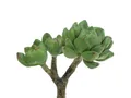 Kunstkaktus Sukkulente Echeveria künstlich Grün Deko Pflanze 15cm, Viana, Höhe 5 cm