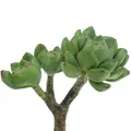 Sukkulente Echeveria künstlich Grün Deko Pflanze 15cm realistisch