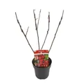 Apfelbaum - Apfel - Malus 'Appletini' - Ø13cm - 10cm