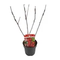 Apfelbaum - Apfel - Malus 'Appletini' - Ø13cm - ↕10cm