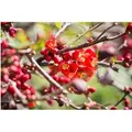 Chaenomeles Japonica Zierquitte 40–60 cm Leuchtend Rot