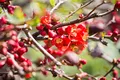 Chaenomeles japonica 40–60 cm – Winterhart & Mehrjährig & Pflegeleicht – Japanische Zierquitte – Heckenpflanze für Garten & Sichtschutz