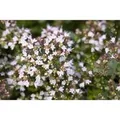 Origanum Vulgare Compactum Oregano Ca. 11x11 cm Topf
