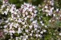 Pflanzen für Dich Staude Origanum vulg. Compactum, 1 St., Oregano, Wilder Majoran, Echter Dost