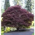 Roter Fächerahorn 125-150cm - Acer palmatum Atropurpureum