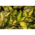 Elaeagnus Pungens Maculata Silberbeere Gelb-Grün 30–40 cm