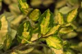 Pflanzen für Dich Gehölze Elaeagnus pungens Maculata, 1 St., Silberbeere, Ölweide