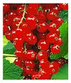 BALDUR Garten Johannisbeeren 'Rote Rovada', 1 Strauch, Ribes rubrum Johannisbeerstrauch Beerenobst winterhart, mehrjährig, pflegeleicht, reiche Ernte an essbaren Früchten