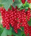 BALDUR Garten Obstpflanze Johannisbeere 'Rote Rovada®', 1 St., Selbstbefruchtend, winterhart, essbar, pflegeleicht