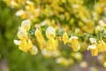 Pflanzen für Dich Gehölze Cytisus kewensis Niki, 1 St., Kew-Ginster, Besenginster