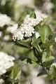 Aronia prunifolia 'Nero' 60-80 cm – Winterhart, Mehrjährig, Pflegeleicht – Schwarze Apfelbeere – Heckenpflanze für Garten & Sichtschutz