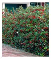 Ilex-Hecke 'Heckenfee®', 5 Pflanzen, Ilex meserveae
