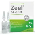 Zeel Ampullen veterinär