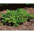 Euonymus Fortunei Sunspot Kriechspindel Ca. 9x9 cm Topf