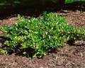Pflanzen für Dich Bodendecker Euonymus fortunei Sunspot, 1 St., Kriechspindel, Spindelstrauch, gelbgrün, bodendecker