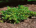 Euonymus fortunei 'Sunspot', Kriechspindel, ca. 9x9 cm Topf
