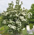 Asiatische Blüten Hartriegel National 60-80cm - Cornus kousa
