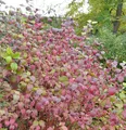 Roter Hartriegel Winter Beauty 40-60cm - Cornus sanguinea