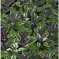 Echter Salbei Tricolor - Salvia officinalis
