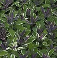 Echter Salbei Tricolor - Salvia officinalis