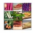 Stk - 40x 9 verschiedene Sorten Karotten Mix Gemüse Pflanzen - Samen A102 - Seeds & Plants Shop by Ipsa