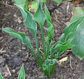 Funkie Praying Hands - Hosta cultorum