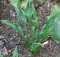 Funkie Praying Hands - Hosta cultorum