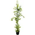 Carpinus betulus 150-175 cm